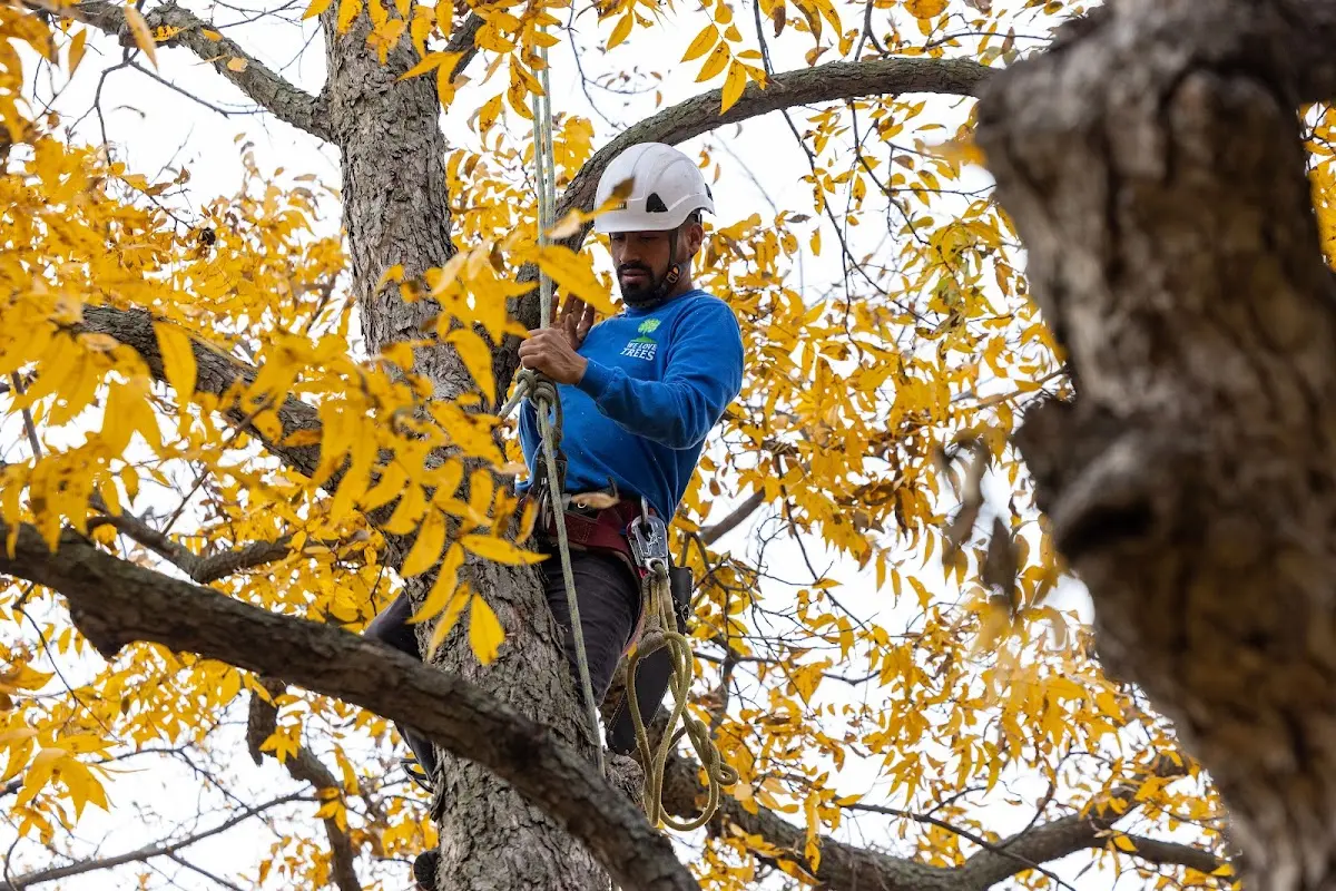 Skilled Tree Planting crew working in Brockton