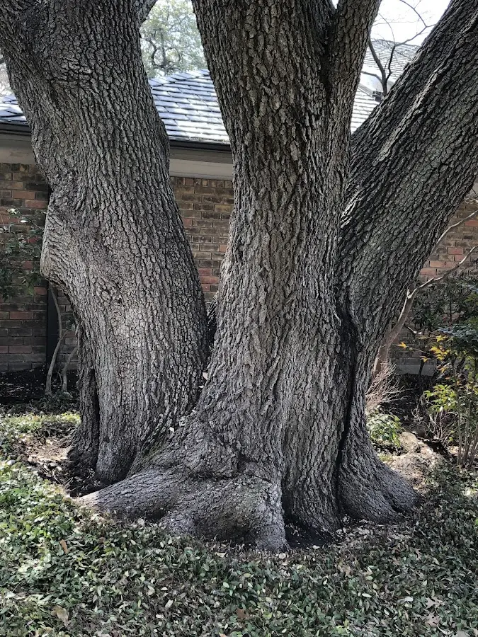 Mature heritage tree close to a Brockton property cared for by certified arborists